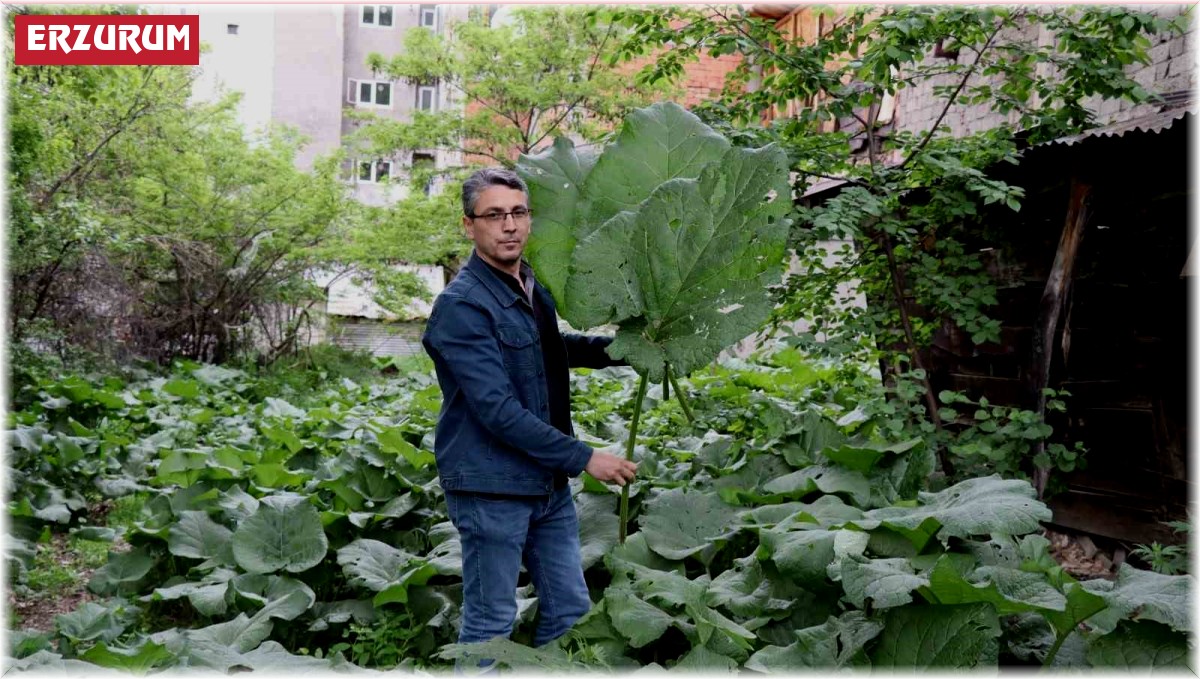 Şemsiye değil kabalak otu