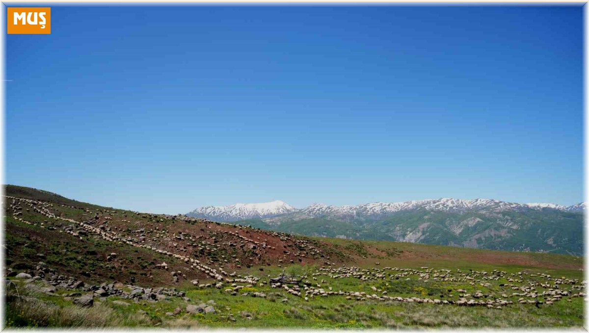 Şenyayla çocuk ve kuzularla şenlendi
