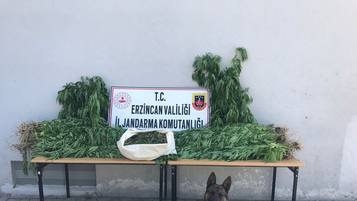 Serada Hint keneviri yetiştiren 1 kişi tutuklandı