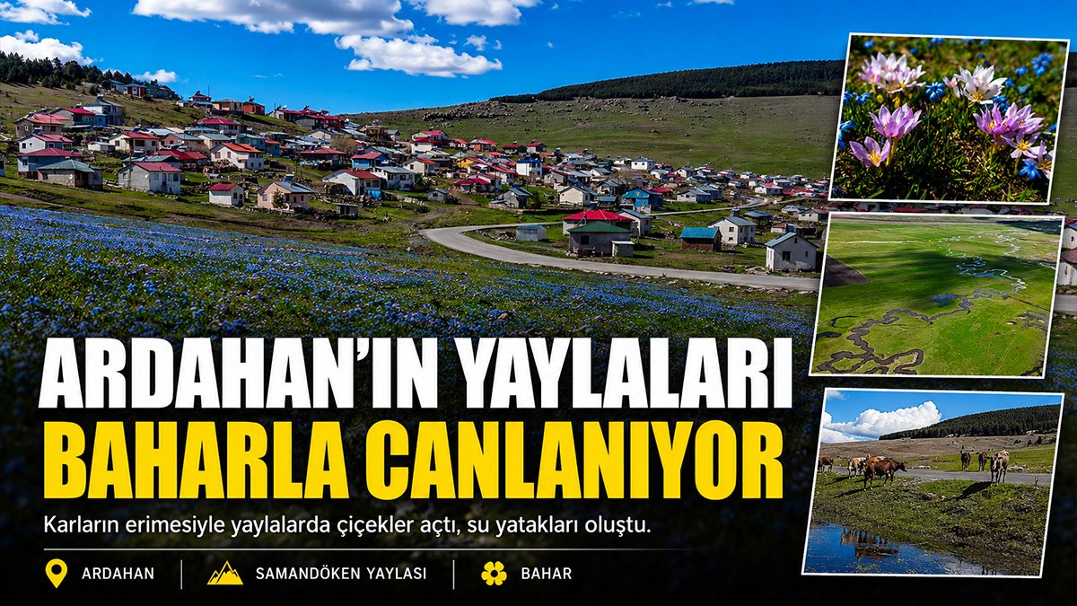 Sert kışın ardından Ardahan yaylaları baharın renklerine büründü