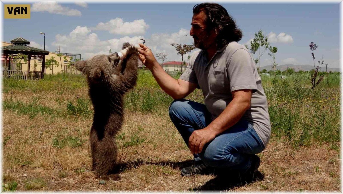 Sevimli ayı 'Haçuvan' ile ayrılık zamanı