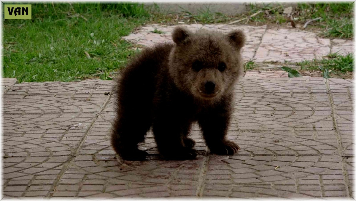Sevimli ayı yavrusuna bebek gibi bakıyorlar