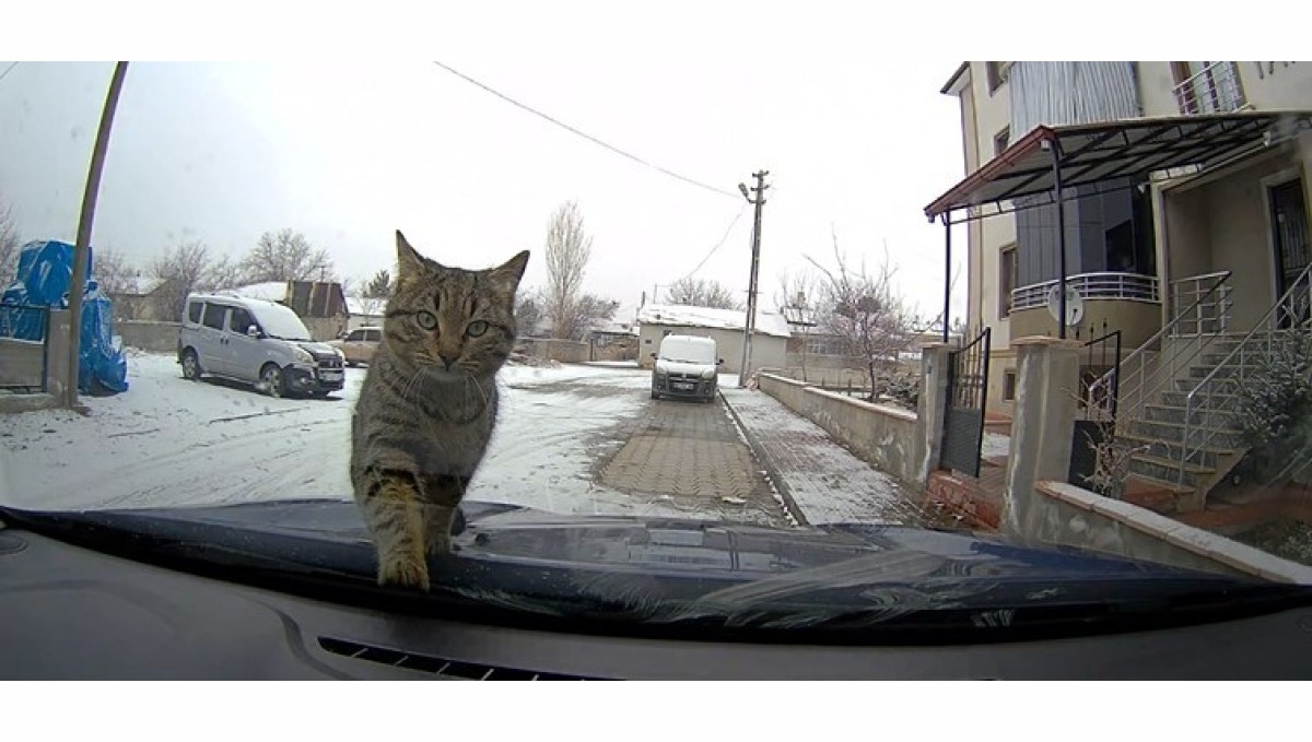 Sevimli kedi araç kamerasında