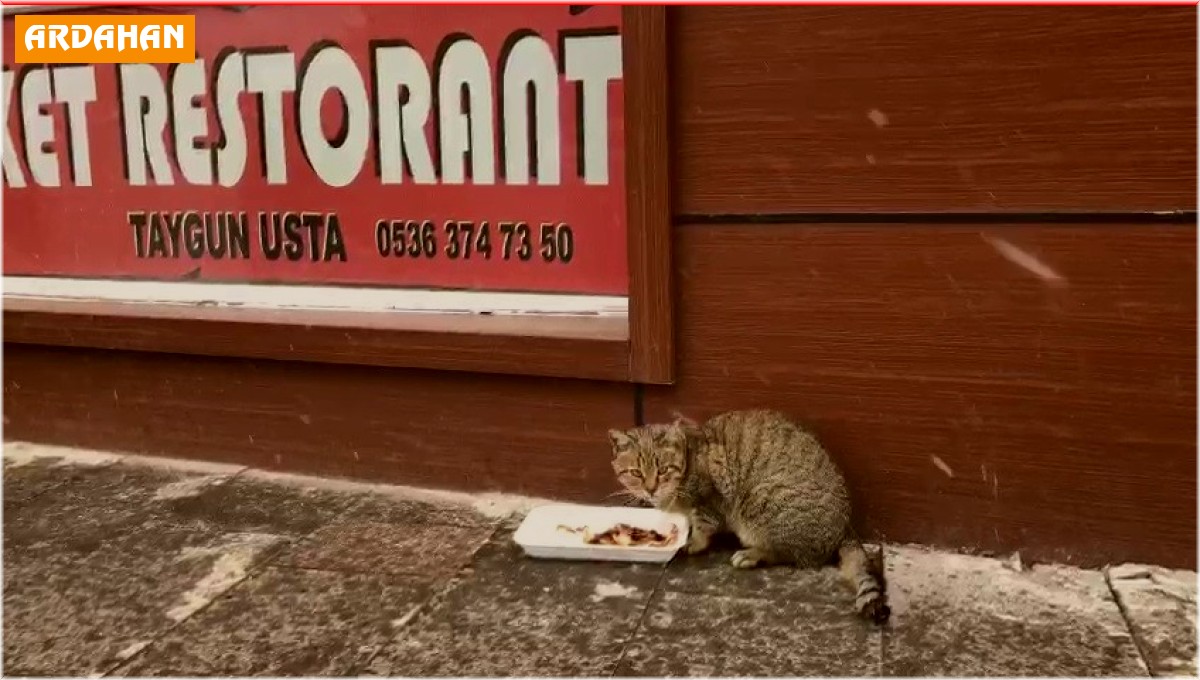 Sevimli kedi lokantanın kapısını açıp böyle girmeye çalıştı