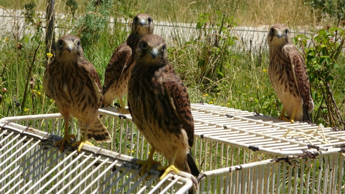 Sevimli kerkenezlerden ayrılık zamanı