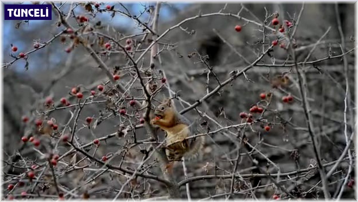 Sevimli sincap alıç yiyerek karnını doyurdu