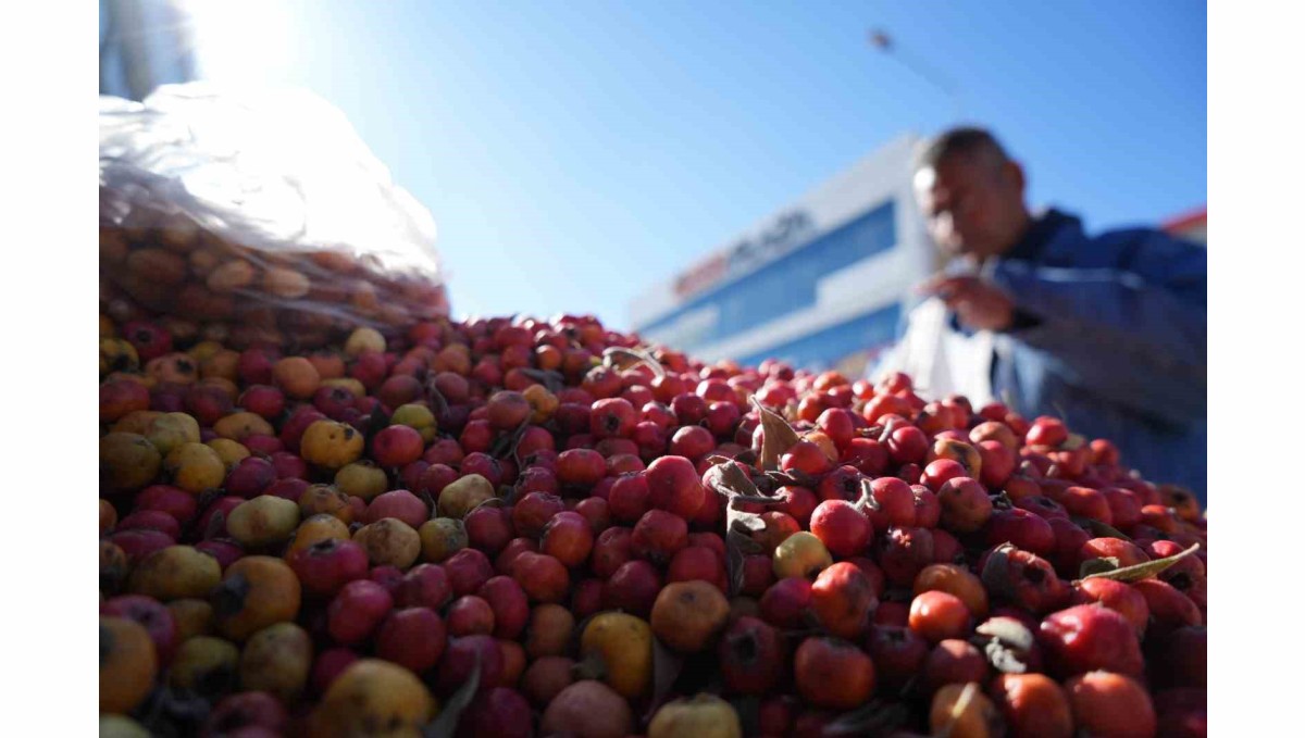 'Seyyar doktor' dağ bitkileriyle şifa dağıtıyor