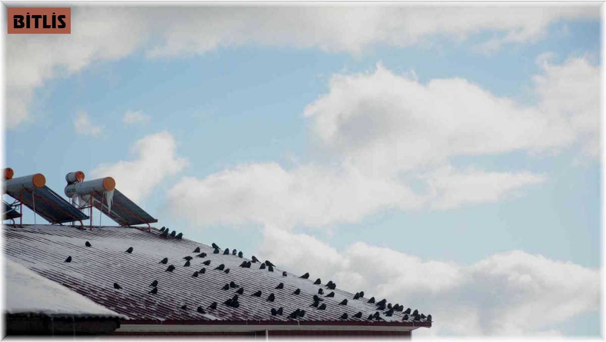 Sibirya soğuğundan etkilenen kuşlar güneşlenerek ısınmaya çalışıyor