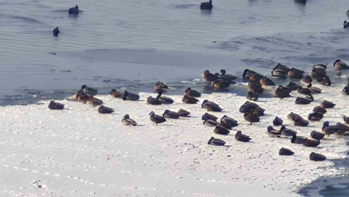 Sibirya soğukları yaban hayatını vurdu