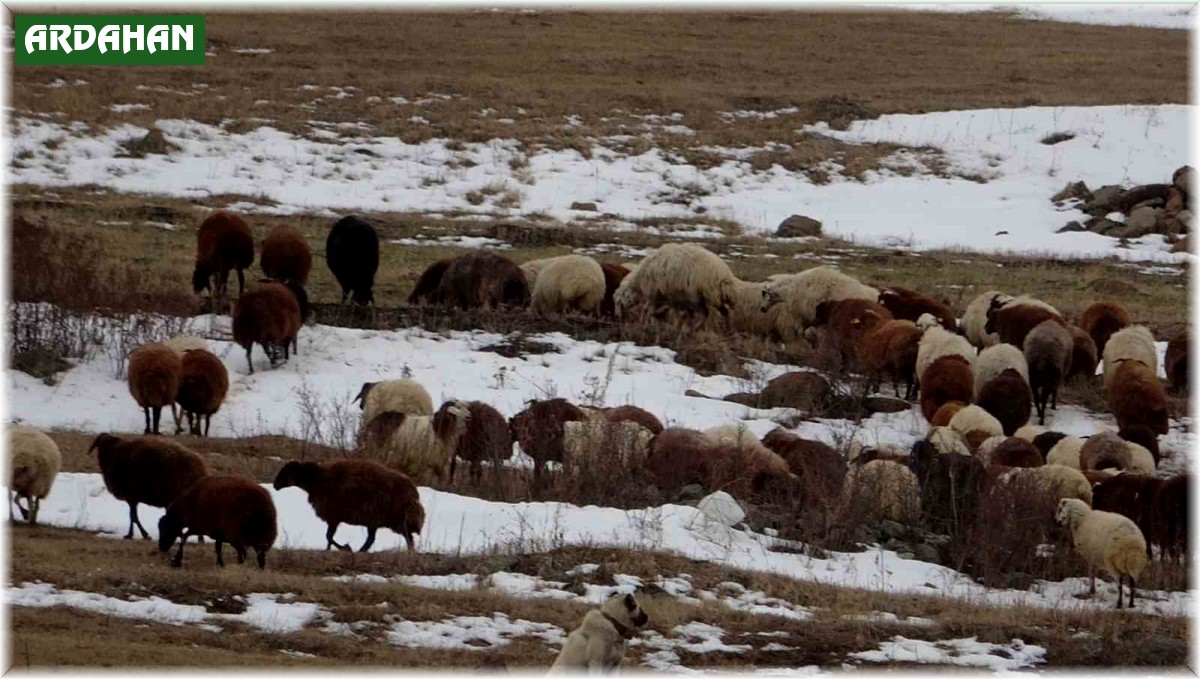 Sıcak hava çiftçilere yaradı
