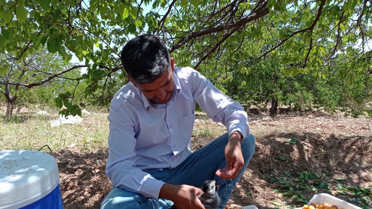 Sıcak havada bitkin düşen yavru kargaya eliyle su içirdi