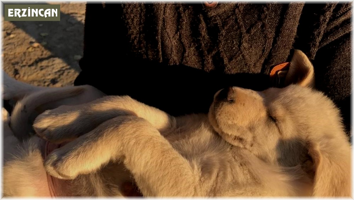 Sıcak havalar evcil hayvanları depresyona sokabilir