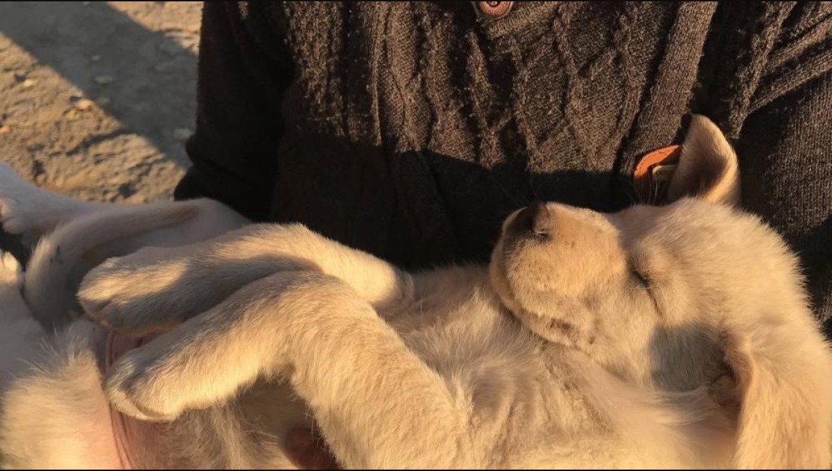 Sıcak havalar evcil hayvanları depresyona sokabilir