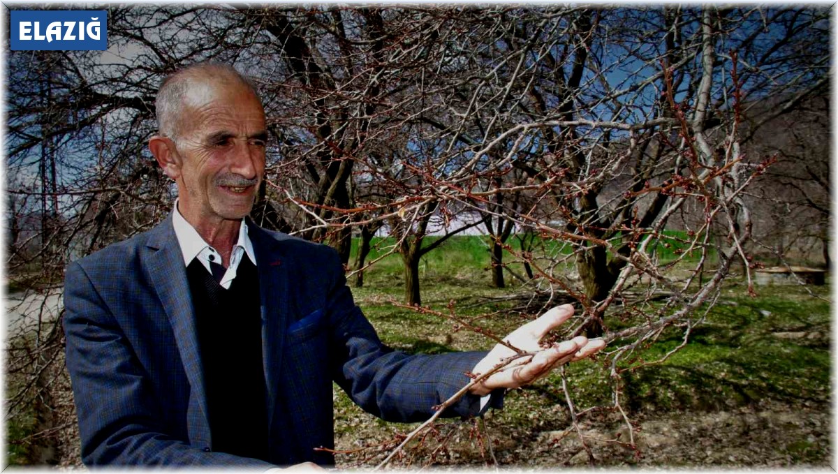 Sıcak havalar, kayısı üreticilerini korkutuyor