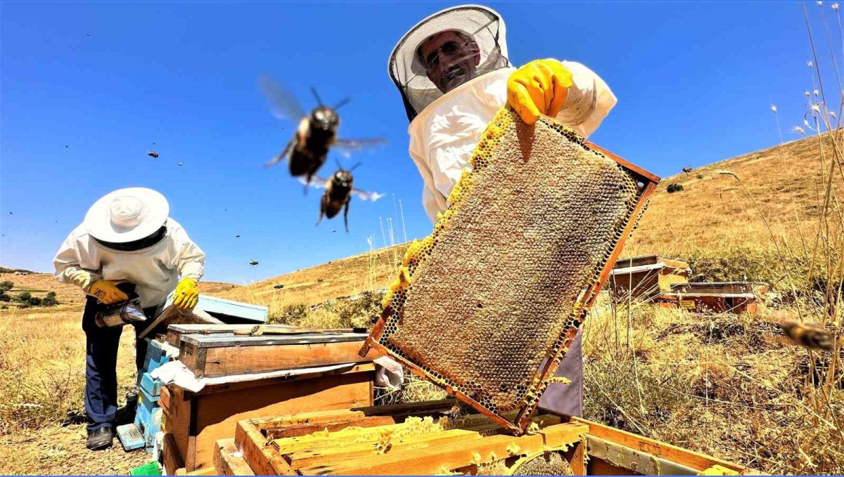 Sıcaklık ve iklim değişikliği bal rekoltesini düşürdü