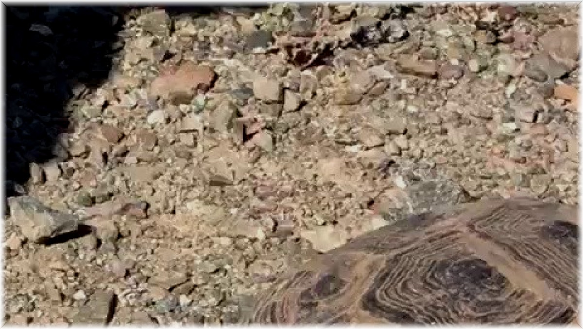 Sıcaktan bayılan kaplumbağaya elleriyle su içirdi