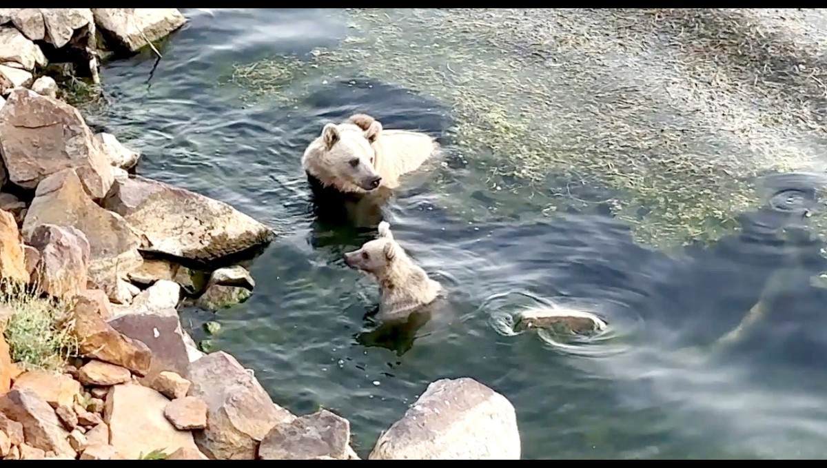 Sıcaktan bunalan ayılar kendilerini Nemrut'un serin sularına attı