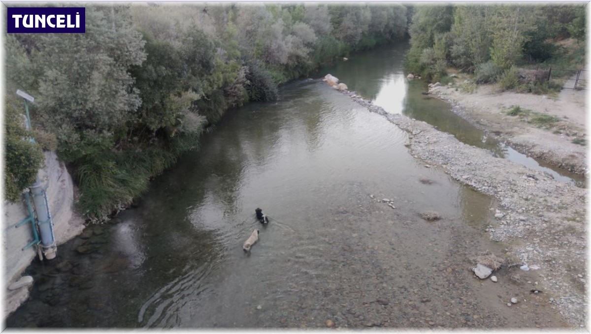 Sıcaktan bunalan köpekler Tağar Çayı'nda serinledi
