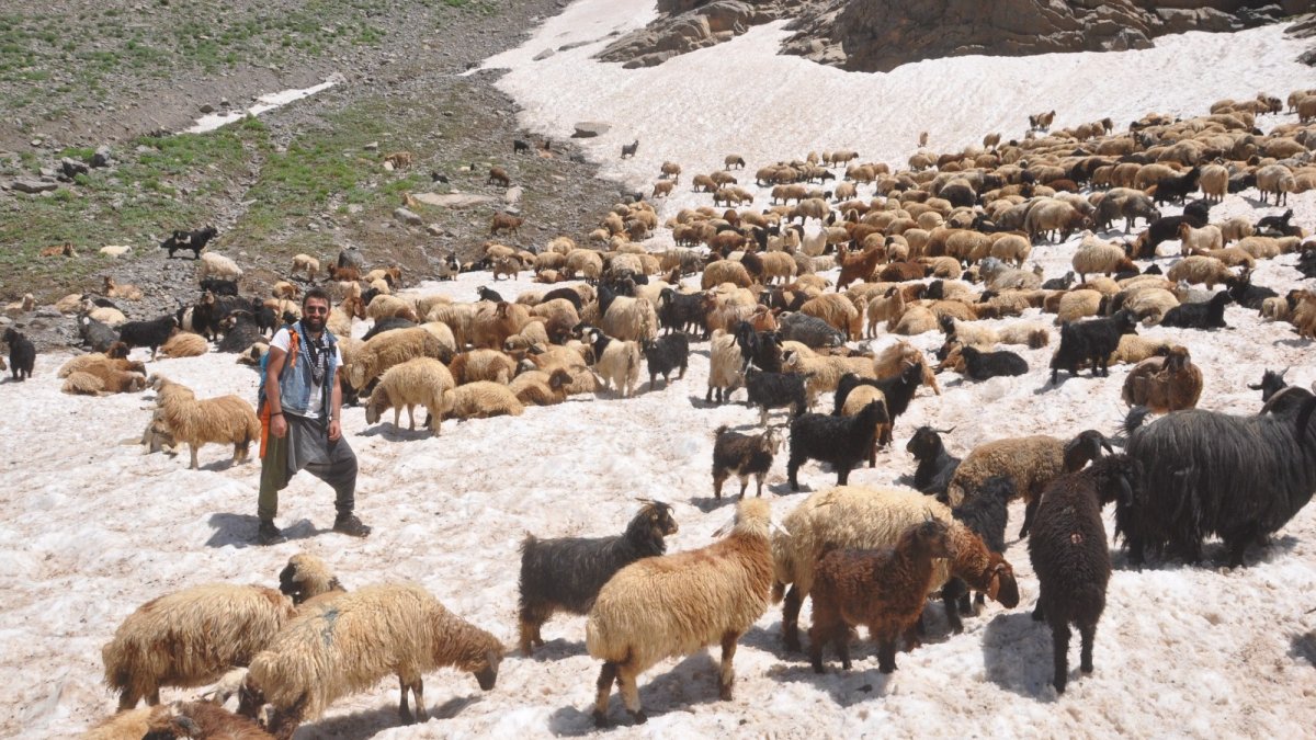 Sıcaktan bunalan koyunların 3000 rakımda kar keyfi