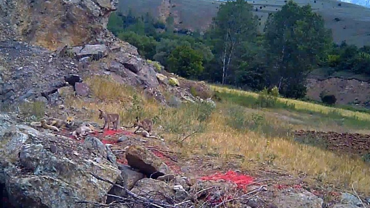 Sıcaktan bunalan tilki ailesi yuvalarının önünde görüntülendi