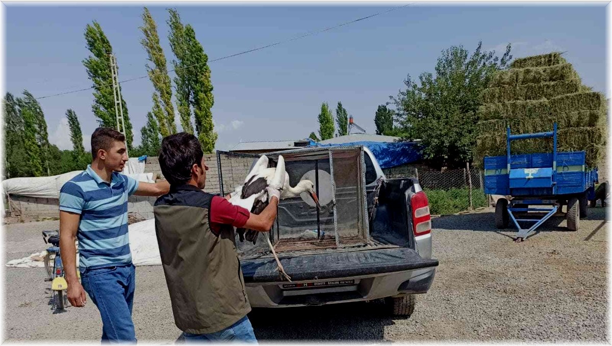 Sıcaktan etkilenen leylekler tedavi altına alındı