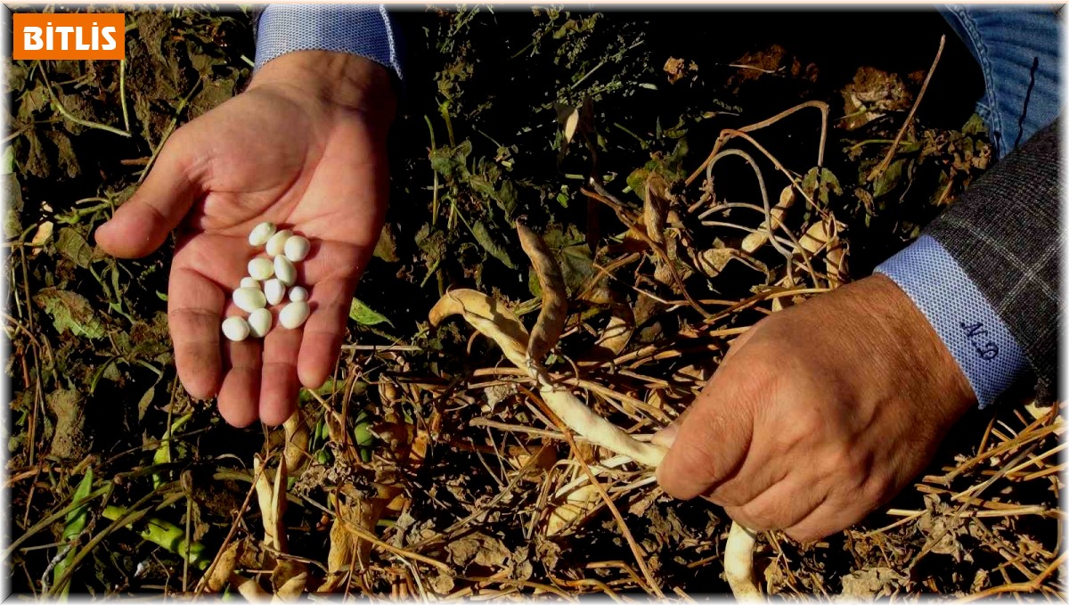 Şiddetli yağmur kuru fasulyeyi vurdu