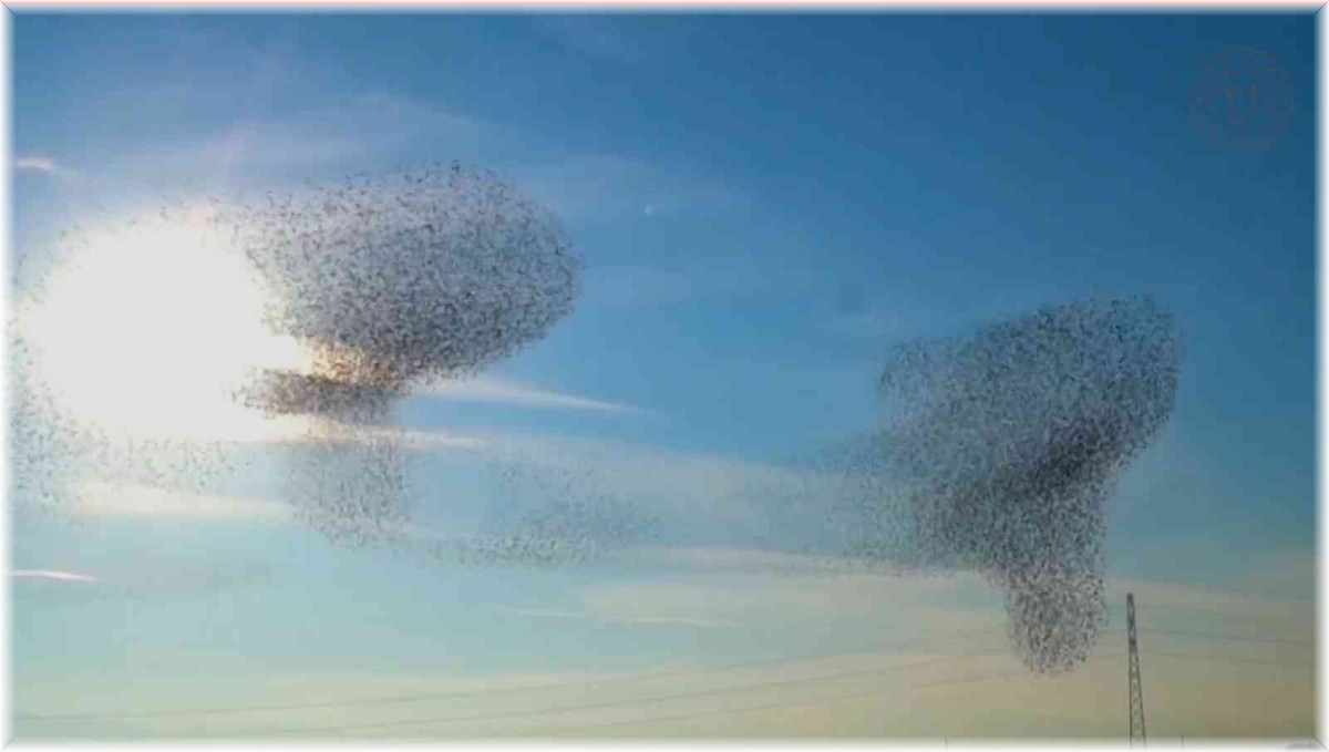 Sığırcık kuşlarının dansı