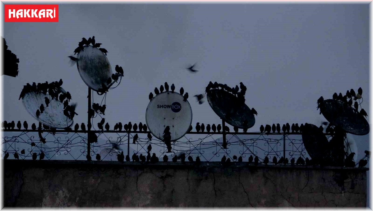 Sığırcık kuşlarının gökyüzündeki dansı hayran bıraktı