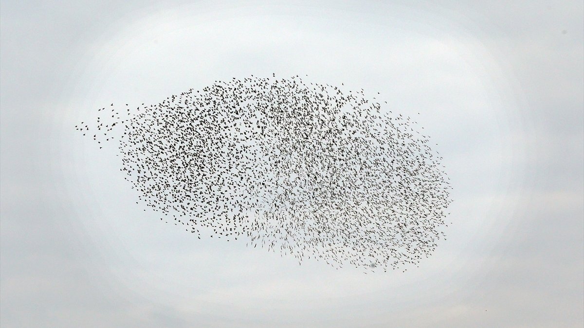 Sığırcıkların Muş semalarındaki dansı kameraya yansıdı