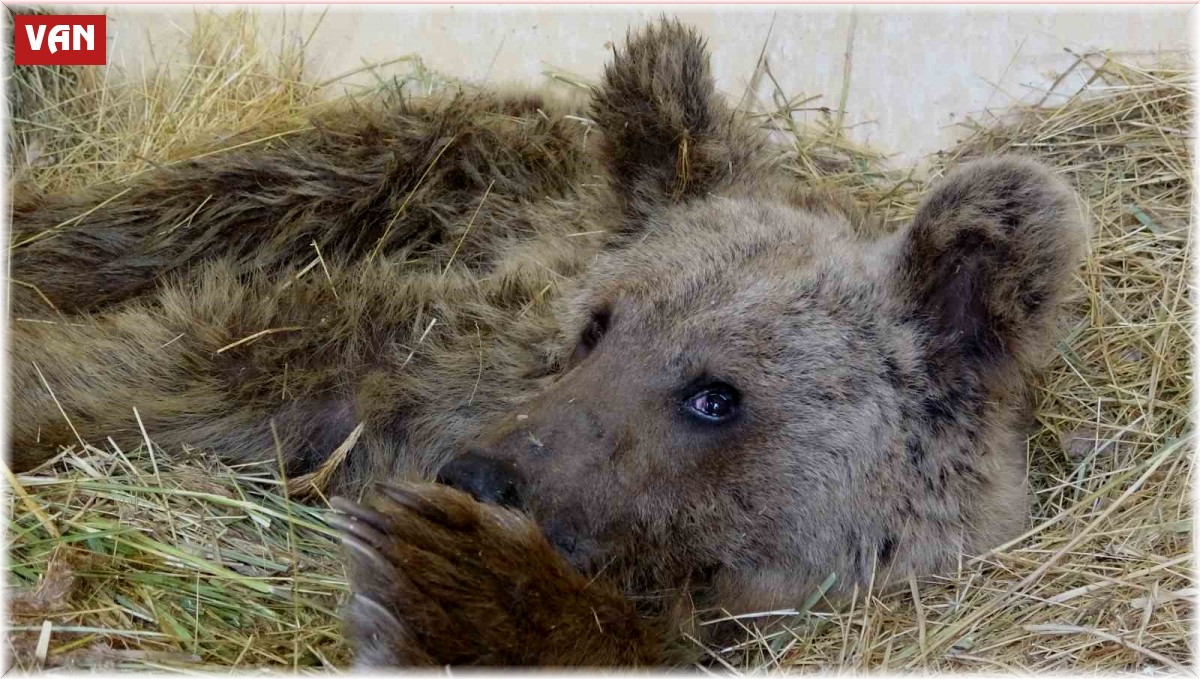 Silahla yaralanan ayı tedavi altına alındı