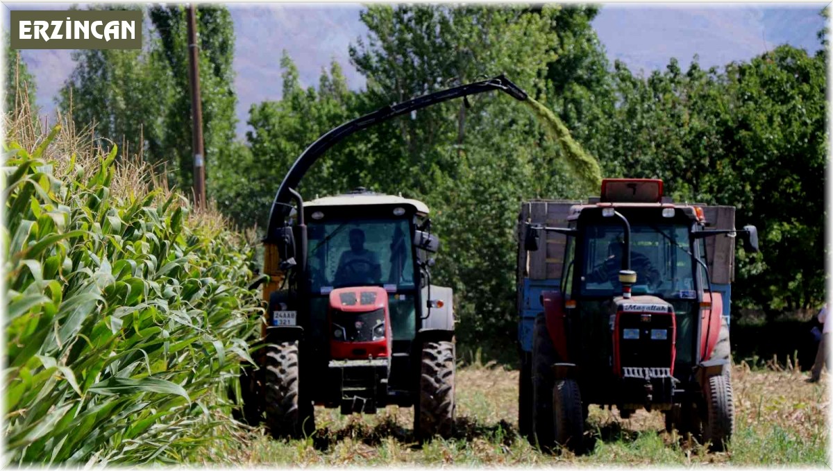 Silajlık mısır hasadı Erzincan'da başladı
