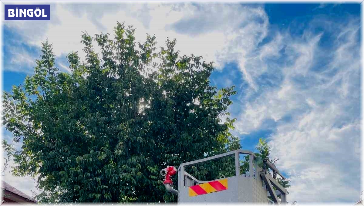 Silkelemek için çıktığı ceviz ağacında mahsur kaldı