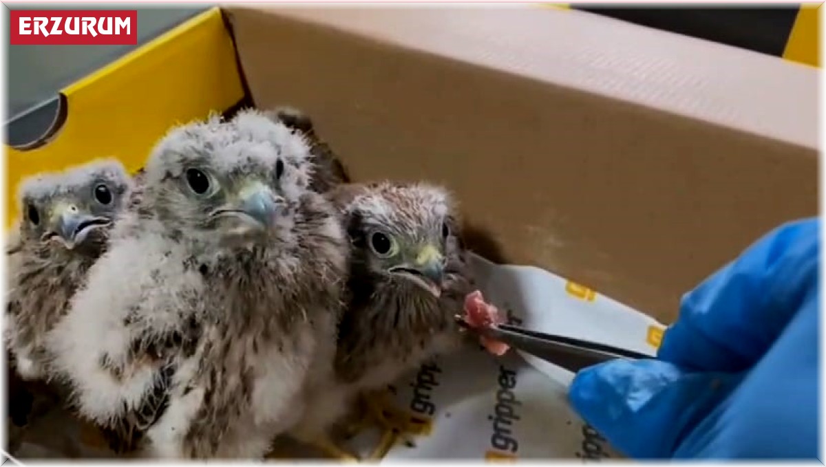 "Şimdi yavru kerkenezlerin akşam yemeği vakti"