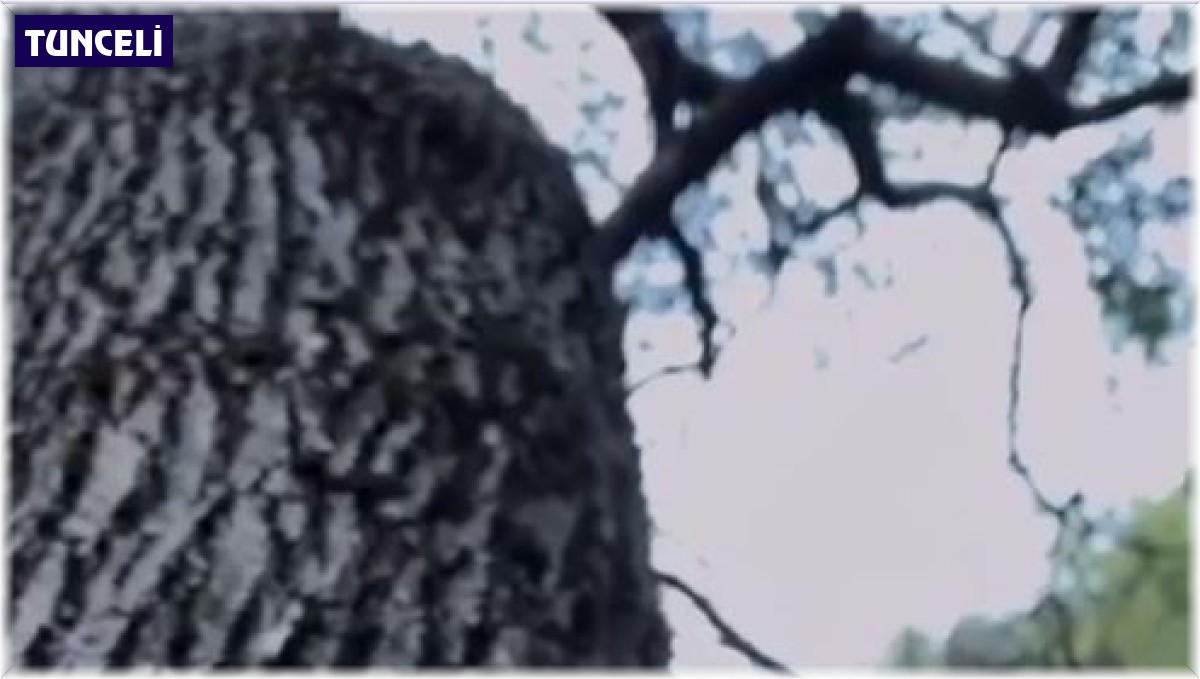 Sincaba elleriyle çekirdek yedirdi