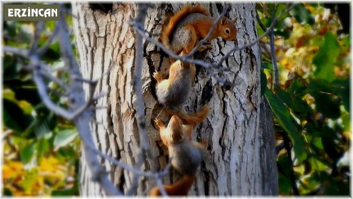 Sincap ailesi bu kış aç kalmayacak