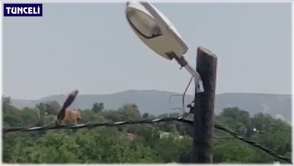 Sincaptan elektrik direğinde akrobasi