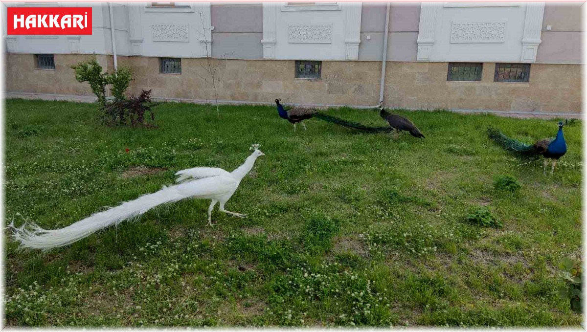 Sınırda 5 tavus kuşu ele geçirildi