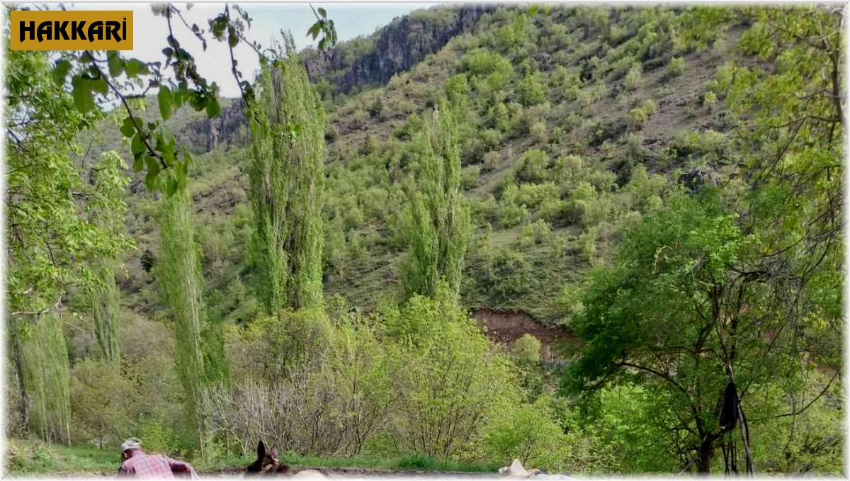 Sınırda çeltik tarlaları hazırlanmaya başlardı