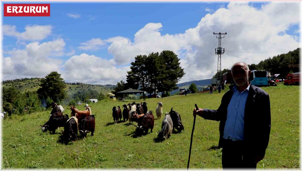 Şirankes festivalinde keçilerin müzik keyfi