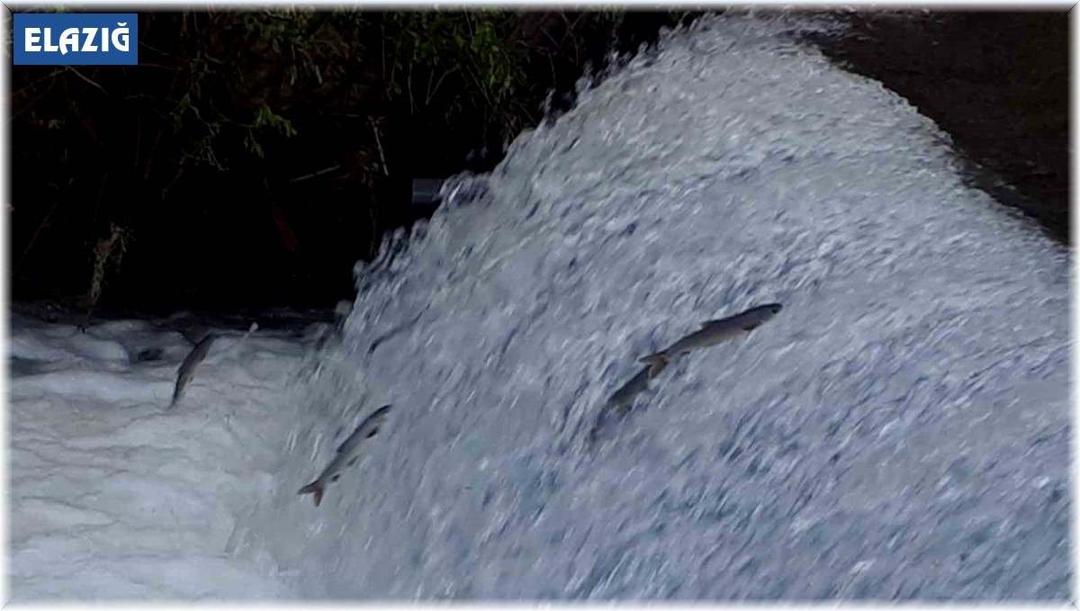 Siraz balıklarının akıntıya karşı göçü başladı