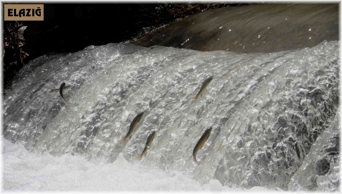 Siraz'ın akıntıya karşı göçü devam ediyor