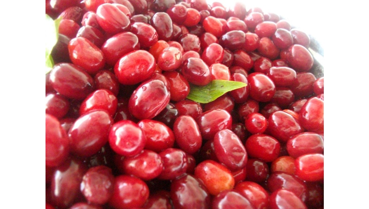 Soğuk algınlığına doğal çözüm: Kızılcık