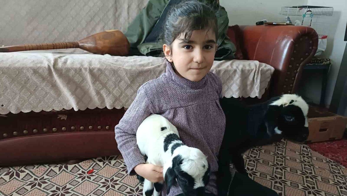 Soğuk hava kuzuları eve taşıdı: Elazığ'da yeni doğan kuzular biberonla besleniyor