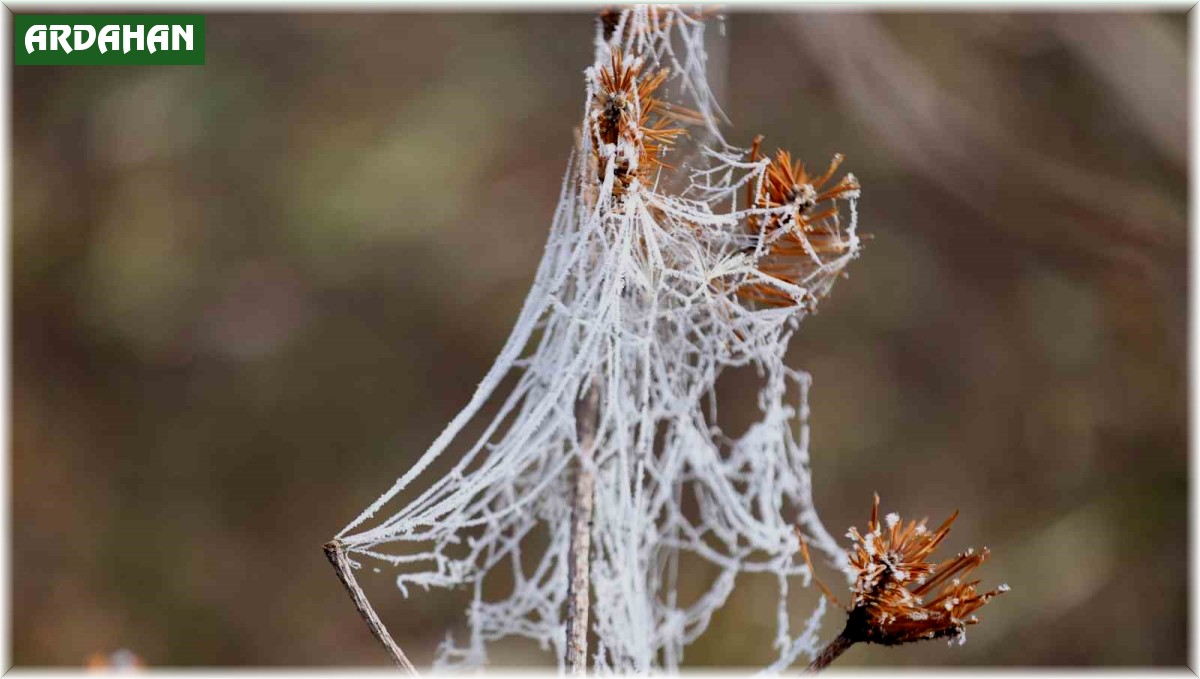 Soğuk hava nedeniyle örümcek ağları ve ağaçlar kırağı tuttu