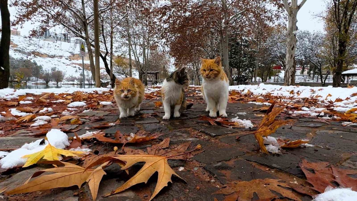 Soğuk havalarda vatandaşlara 'sokaktaki canları unutmayın' çağrısı