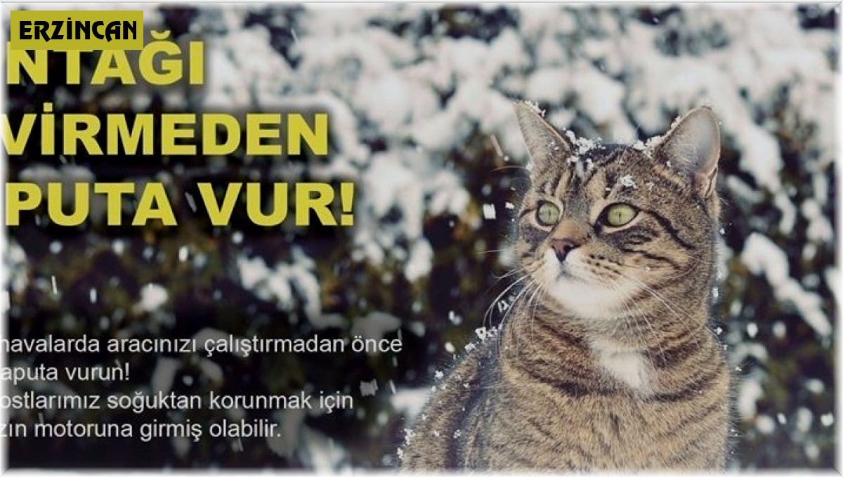 Soğuktan korunmak için girdiği aracın bagajına sıkışan kedi kurtarıldı