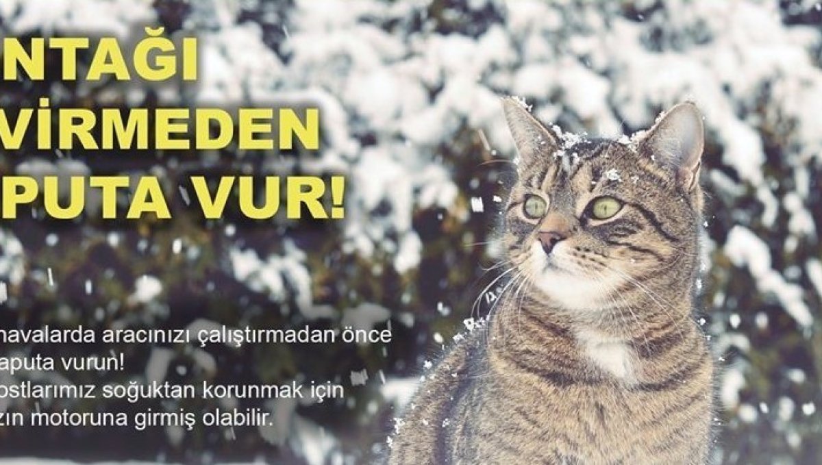 Soğuktan korunmak için girdiği araçta sıkışan kedi kurtarıldı
