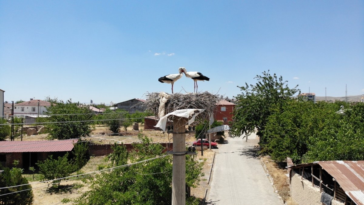 Sokağın simgesi "Beyaz Pamuk ve Leylek Baba" yavrularıyla görüntülendi