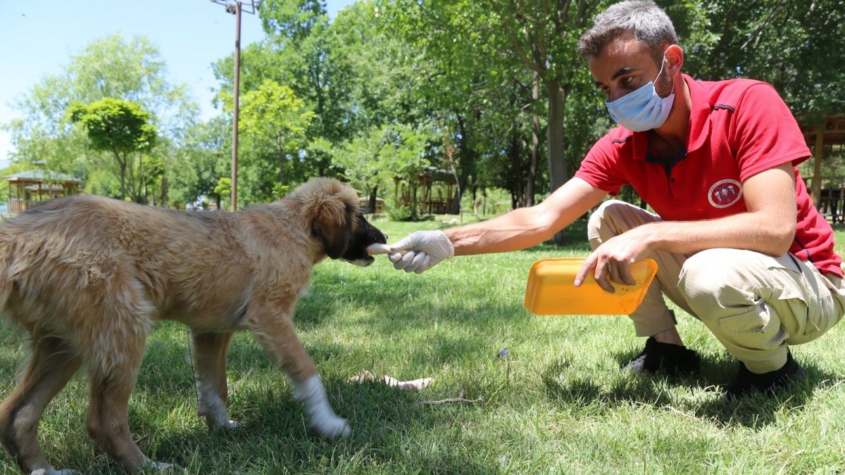 Sokak hayvanları için yem ve su bırakıldı