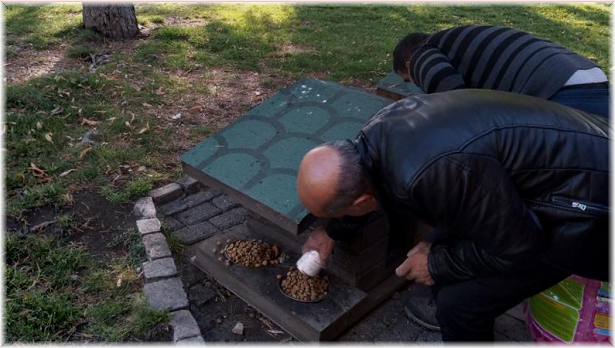 Sokak hayvanları için yemleme çalışmaları devam ediyor